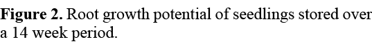 Figure 2. Root growth potential of seedlings stored over a 14 week period.