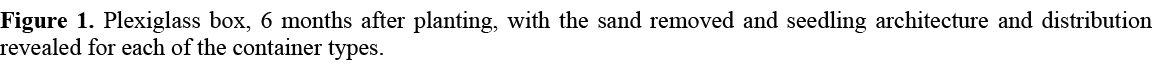 Figure 1. Plexiglass box, 6 months after planting, with the sand removed and seedling architecture and distribution r...