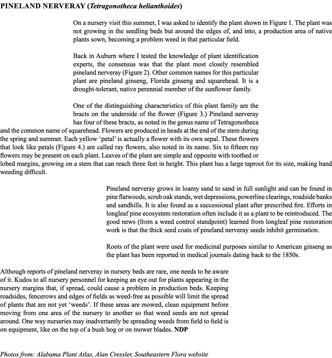 PINELAND NERVERAY (Tetragonotheca helianthoides) On a nursery visit this summer, I was asked to identify the plant sh...