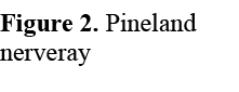 Figure 2. Pineland nerveray