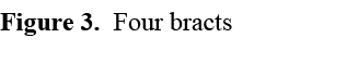 Figure 3. Four bracts