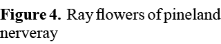 Figure 4. Ray flowers of pineland nerveray
