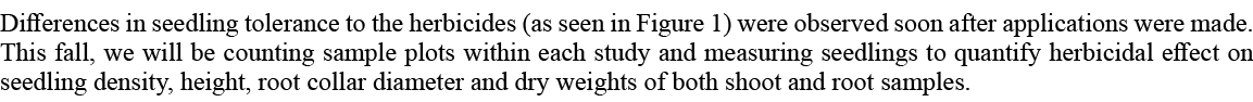 Differences in seedling tolerance to the herbicides (as seen in Figure 1) were observed soon after applications were ...