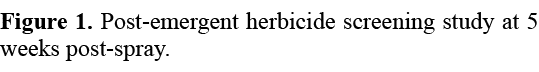 Figure 1. Post emergent herbicide screening study at 5 weeks post spray.