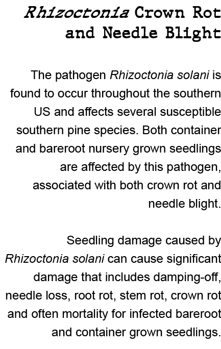 Rhizoctonia Crown Rot and Needle Blight The pathogen Rhizoctonia solani is found to occur throughout the southern US ...