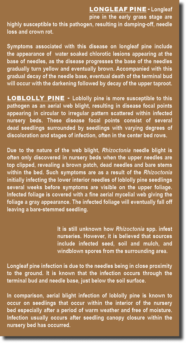 Longleaf Pine Longleaf pine in the early grass stage are highly susceptible to this pathogen, resulting in damping of...