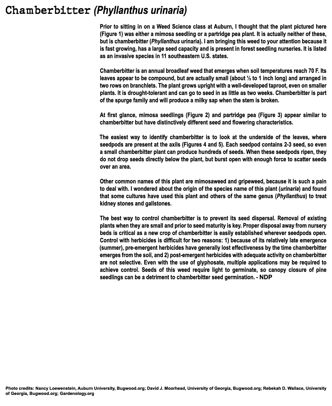 Chamberbitter (Phyllanthus urinaria) Prior to sitting in on a Weed Science class at Auburn, I thought that the plant ...