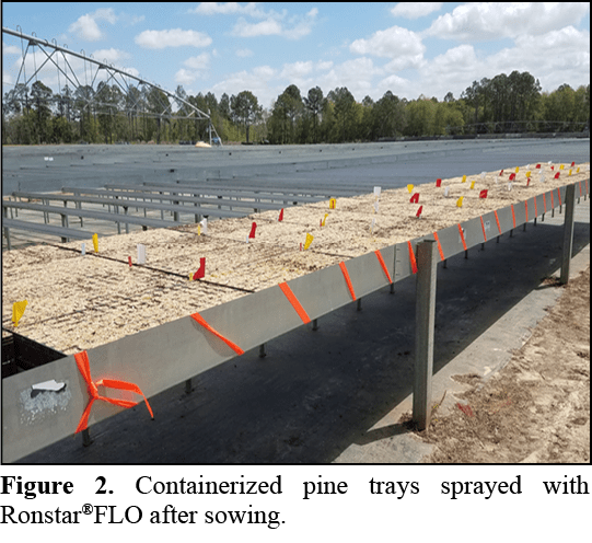Figure 2. Containerized pine trays sprayed with Ronstar®FLO after sowing.