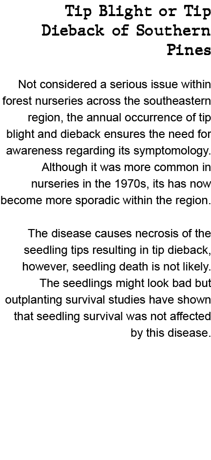 Tip Blight or Tip Dieback of Southern Pines Not considered a serious issue within forest nurseries across the southea...