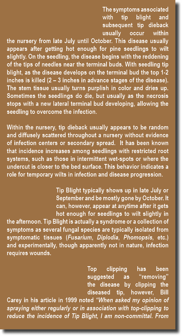 The symptoms associated with tip blight and subsequent tip dieback usually occur within the nursery from late July un...