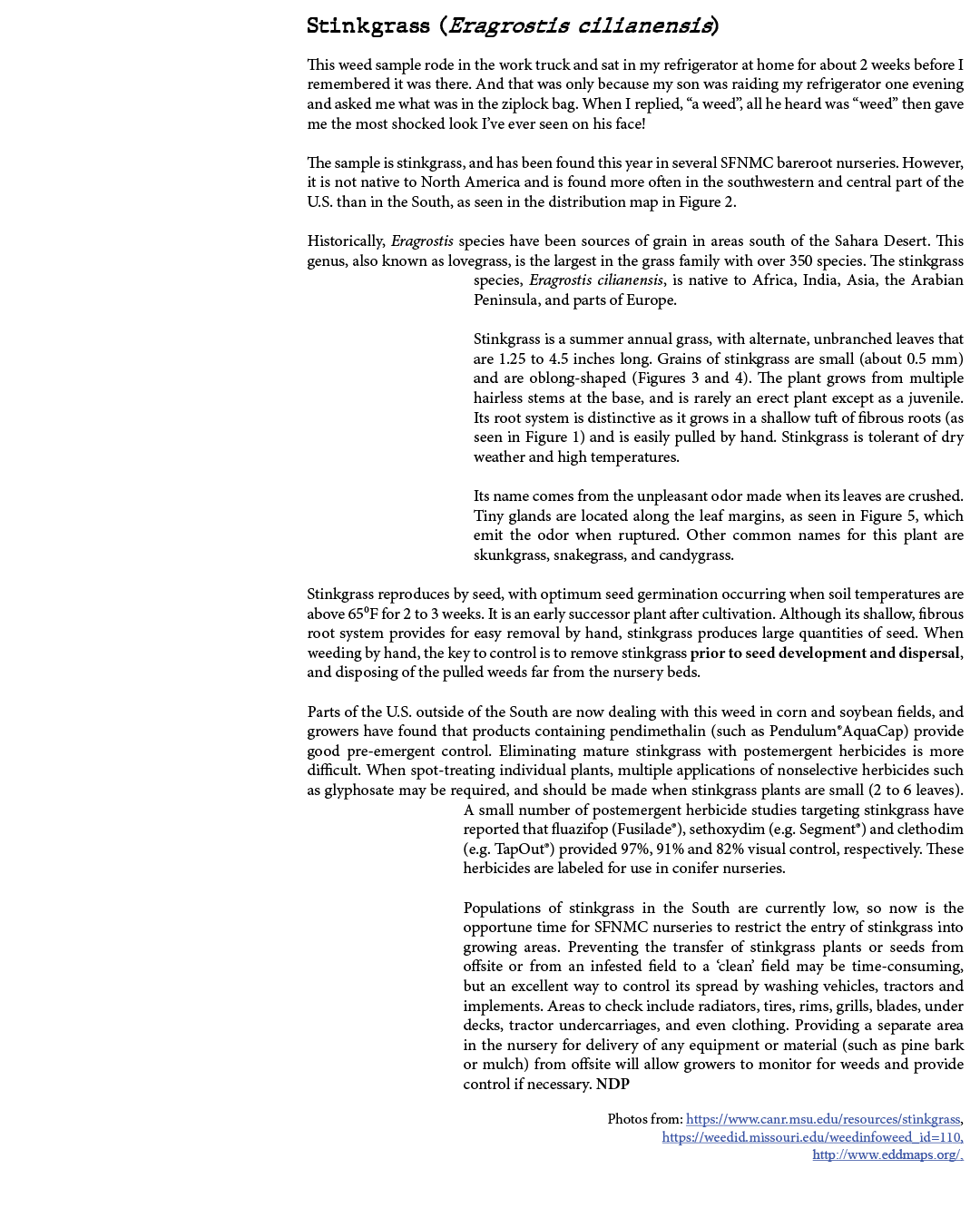 Stinkgrass (Eragrostis cilianensis) This weed sample rode in the work truck and sat in my refrigerator at home for ab...