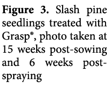 Figure 3. Slash pine seedlings treated with Grasp®, photo taken at 15 weeks post sowing and 6 weeks post spraying