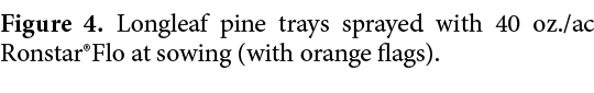 Figure 4. Longleaf pine trays sprayed with 40 oz./ac Ronstar®Flo at sowing (with orange flags).