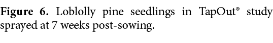 Figure 6. Loblolly pine seedlings in TapOut® study sprayed at 7 weeks post sowing.