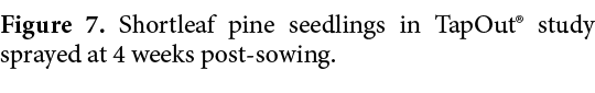 Figure 7. Shortleaf pine seedlings in TapOut® study sprayed at 4 weeks post sowing.