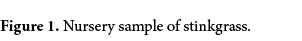 Figure 1. Nursery sample of stinkgrass.