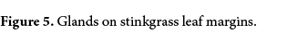 Figure 5. Glands on stinkgrass leaf margins.