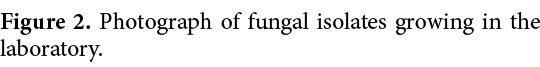 Figure 2. Photograph of fungal isolates growing in the laboratory.