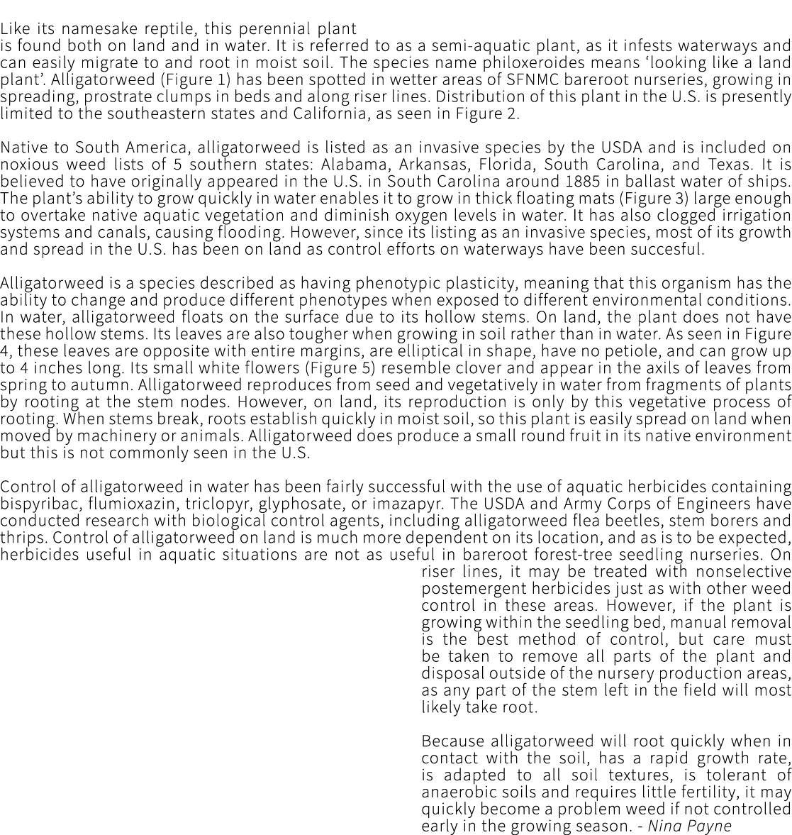Like its namesake reptile, this perennial plant is found both on land and in water. It is referred to as a semi aquat...