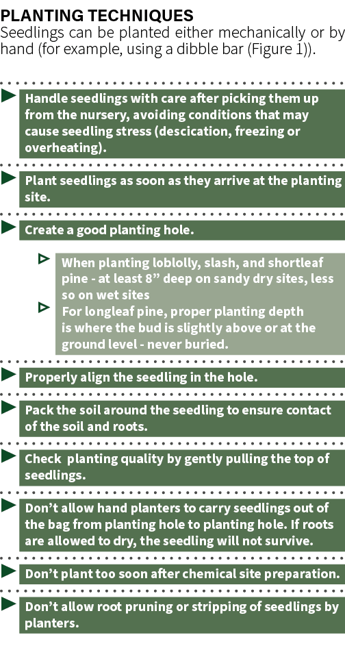 Planting Techniques Seedlings can be planted either mechanically or by hand (for example, using a dibble bar (Figure ...