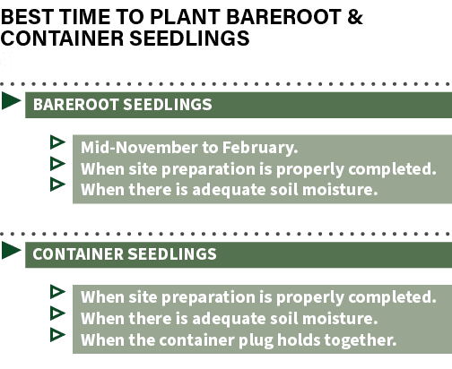 Best time to plant bareroot & container seedlings s ▶ BAREROOT SEEDLINGS ▷ Mid November to February. ▷ When site prep...