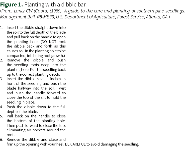 Figure 1. Planting with a dibble bar. (From: Lantz CW (Coord) (1989). A guide to the care and planting of southern pi...
