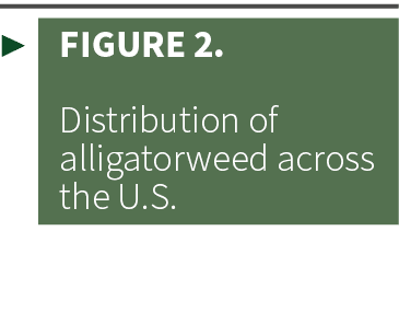 ▶ Figure 2. Distribution of alligatorweed across the U.S. 