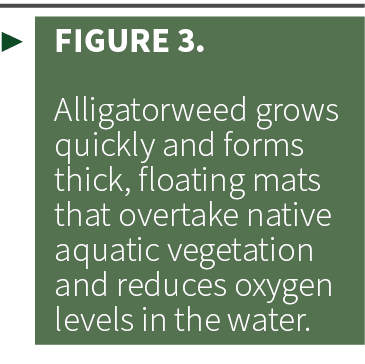 ▶ Figure 3. Alligatorweed grows quickly and forms thick, floating mats that overtake native aquatic vegetation and re...