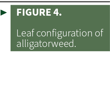 ▶ Figure 4. Leaf configuration of alligatorweed.