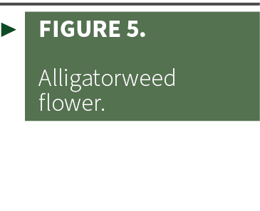 ▶ Figure 5. Alligatorweed flower.