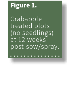 Figure 1. Crabapple treated plots (no seedlings) at 12 weeks post sow/spray. 