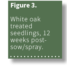Figure 3. White oak treated seedlings, 12 weeks post sow/spray. 