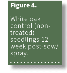 Figure 4. White oak control (non treated) seedlings 12 week post sow/spray. 