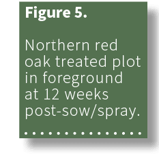 Figure 5. Northern red oak treated plot in foreground at 12 weeks post sow/spray. 