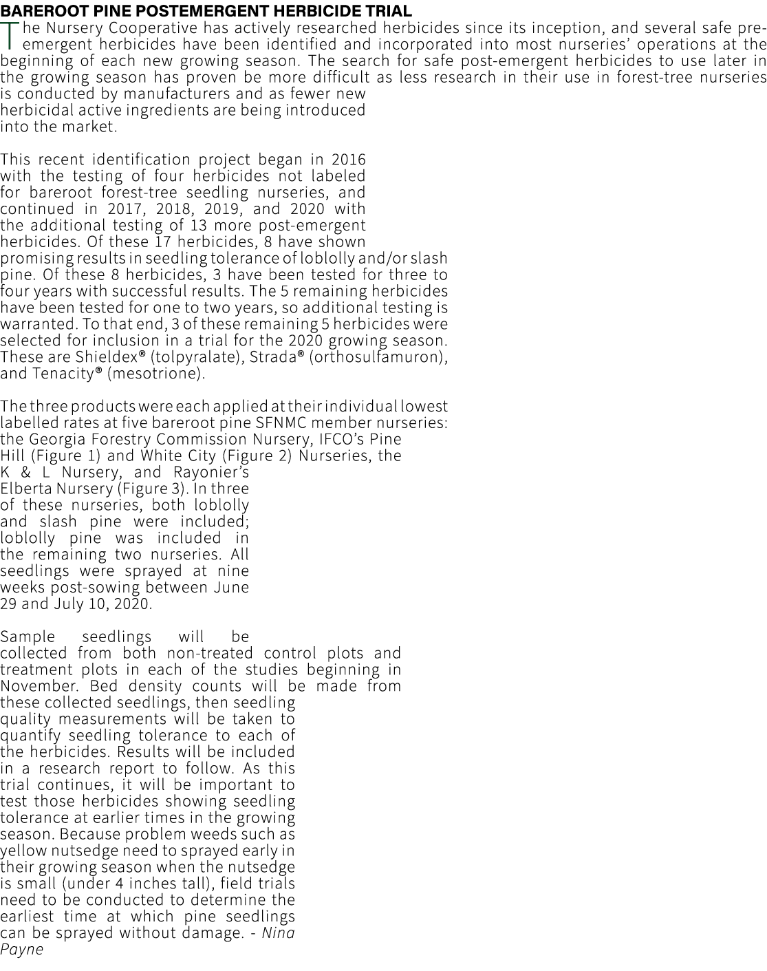 Bareroot pine postemergent herbicide trial The Nursery Cooperative has actively researched herbicides since its incep...