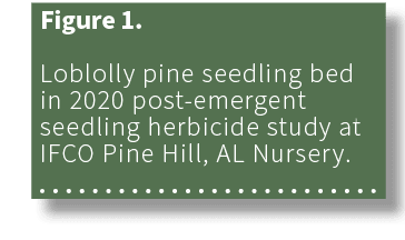 Figure 1. Loblolly pine seedling bed in 2020 post emergent seedling herbicide study at IFCO Pine Hill, AL Nursery. 