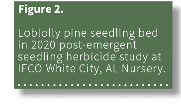 Figure 2. Loblolly pine seedling bed in 2020 post emergent seedling herbicide study at IFCO White City, AL Nursery. 