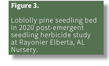 Figure 3. Loblolly pine seedling bed in 2020 post emergent seedling herbicide study at Rayonier Elberta, AL Nursery. 