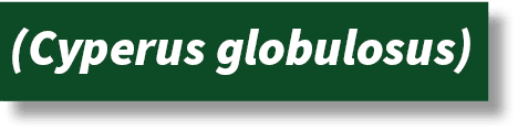 ﻿(Cyperus globulosus)