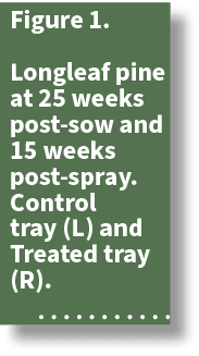 Figure 1. Longleaf pine at 25 weeks post sow and 15 weeks post spray. Control tray (L) and Treated tray (R). 