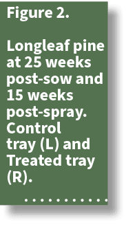 Figure 2. Longleaf pine at 25 weeks post sow and 15 weeks post spray. Control tray (L) and Treated tray (R). 