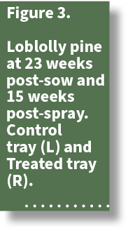 Figure 3. Loblolly pine at 23 weeks post sow and 15 weeks post spray. Control tray (L) and Treated tray (R). 