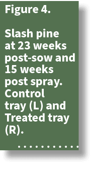 Figure 4. Slash pine at 23 weeks post sow and 15 weeks post spray.Control tray (L) and Treated tray (R). 
