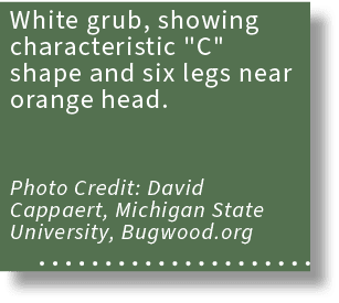 White grub, showing characteristic \“C\" shape and six legs near orange head. Photo Credit: David Cappaert, Michigan ...