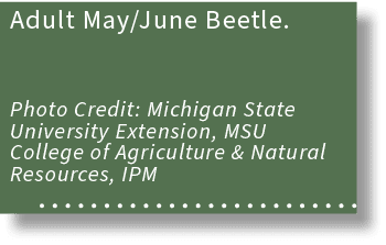 Adult May/June Beetle. Photo Credit: Michigan State University Extension, MSU College of Agriculture & Natural Resour...