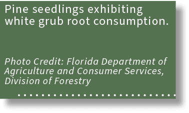 Pine seedlings exhibiting white grub root consumption. Photo Credit: Florida Department of Agriculture and Consumer S...