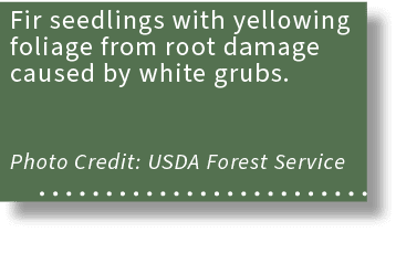 Fir seedlings with yellowing foliage from root damage caused by white grubs. Photo Credit: USDA Forest Service 