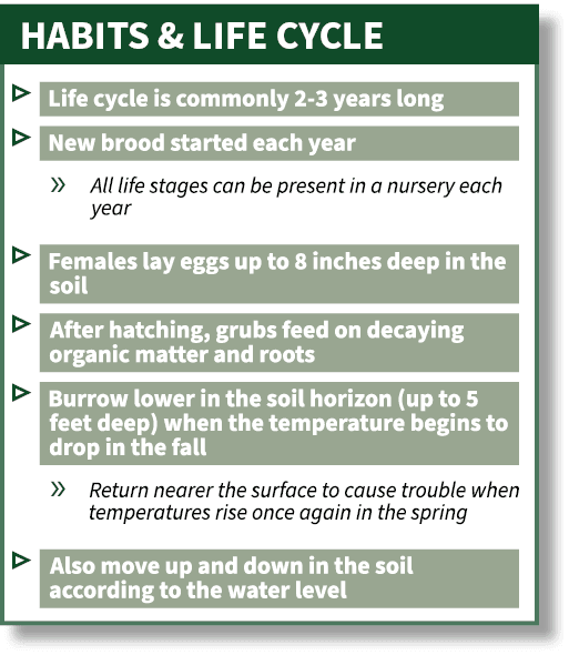 HABITS & LIFE CYCLE,▷ ￼ ▷ ￼ » ￼ ￼ ▷ ￼ ￼ ▷ ￼ ￼ ▷ ￼ ￼ ￼ » ￼ ￼ ▷ ￼ ￼, 