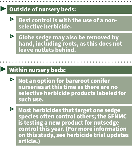▶ Outside of nursery beds: ▷ Best control is with the use of a non selective herbicide. ▷ Globe sedge may also be rem...