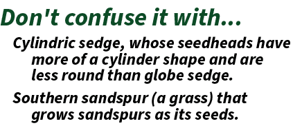 Don't confuse it with... Cylindric sedge, whose seedheads have more of a cylinder shape and are less round than globe...